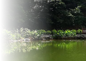 Fireworks實現圖片漸變