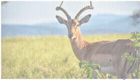 如何為圖像、按鈕和文本在懸停時添加淡入過渡效果